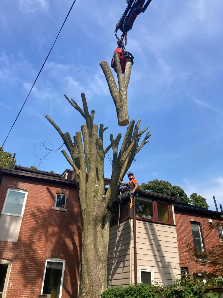 Crane-assisted dead tree removal between two homes in Toronto