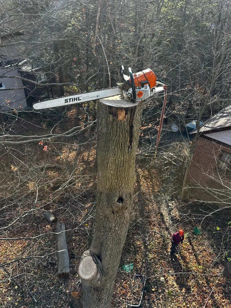 Chainsaw resting on a sectioned trunk during a controlled tree takedown