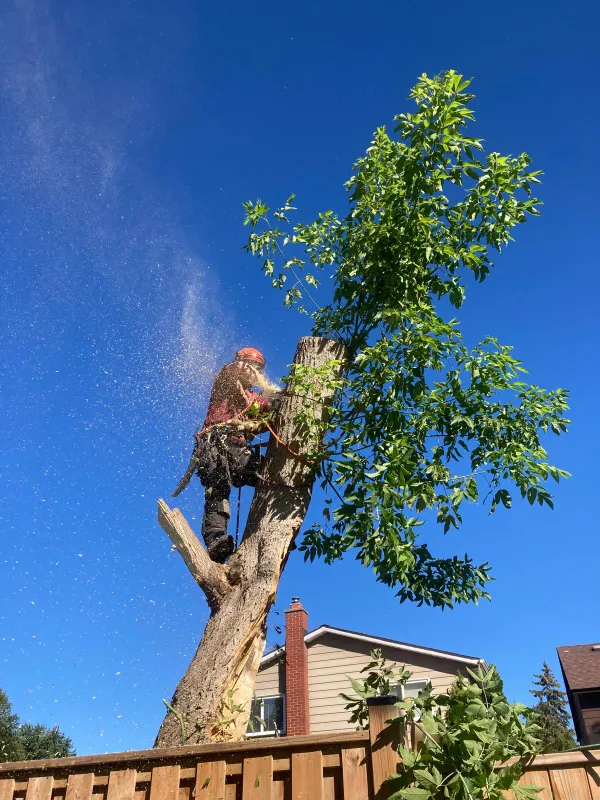 Climbing arborist dismantling a storm damaged tree above a fence line in Oshawa