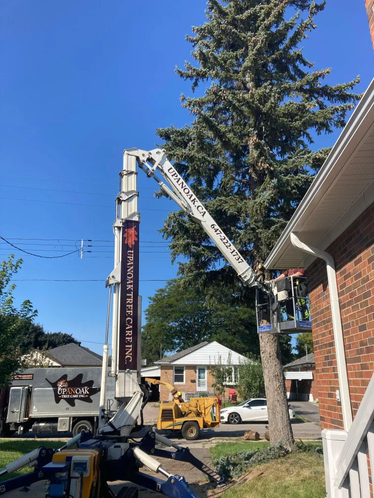 Upanoak bucket truck pruning a tall spruce beside a bungalow in Ajax