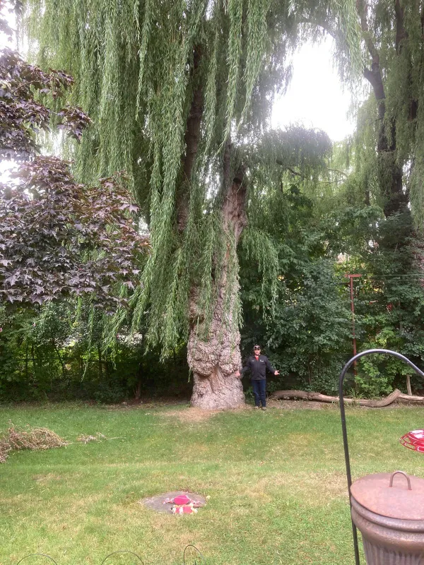 Arborist assessing a mature weeping willow before crown pruning in Ajax