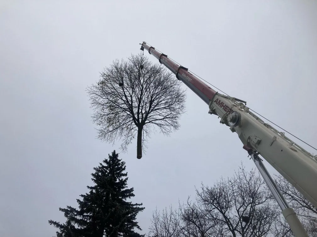 Crane lifting an entire tree canopy during a winter removal in Pickering