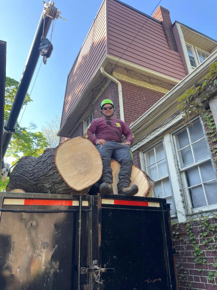 Certified arborist with a large hardwood trunk section loaded for disposal in Oshawa