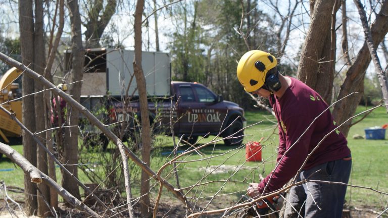 Dead Tree Removal 2