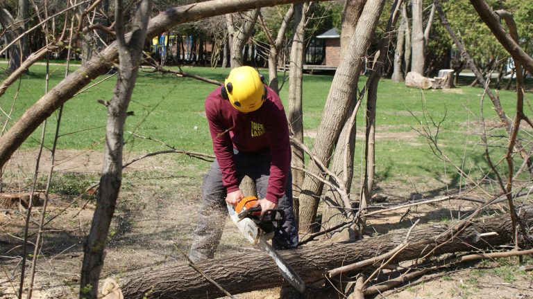 Tree Removal Tree Pruning Services