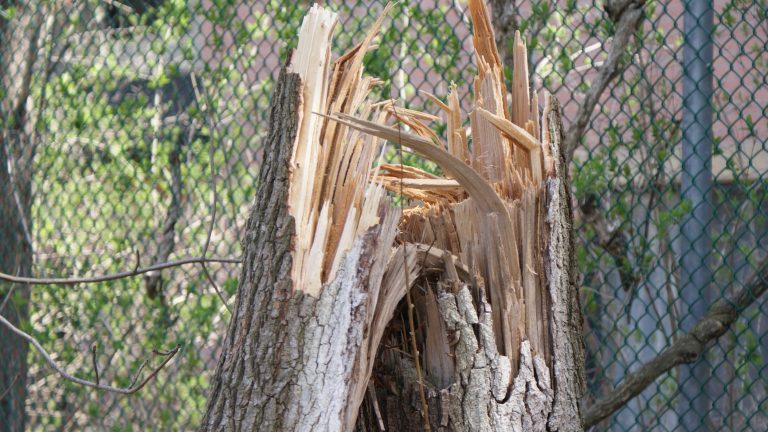 Dead Tree Removal