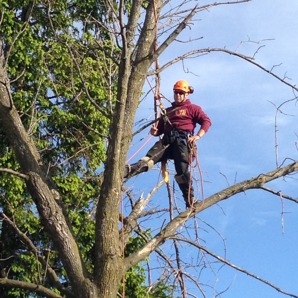 Tree removal