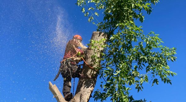 Tree Removal Oshawa