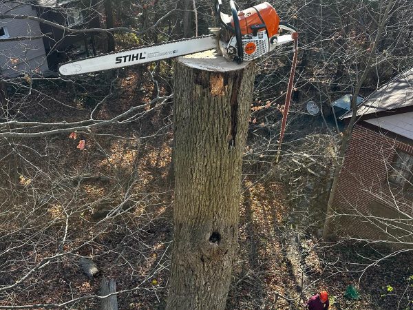 dead tree removal ajax