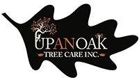 Upanoak Tree Care
