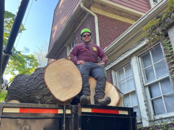Best tree Removal Oshawa