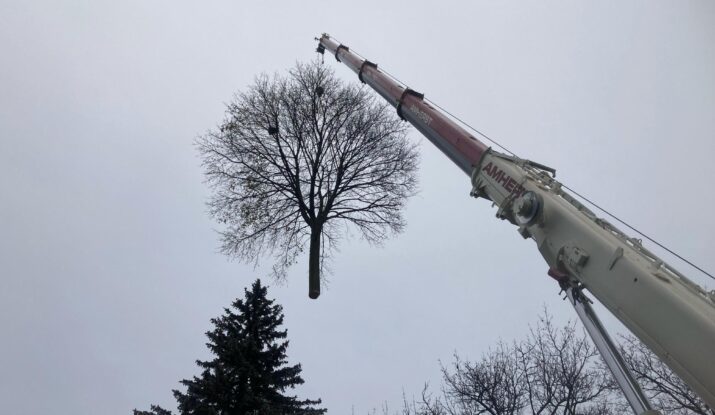 Tree Removal Pickering