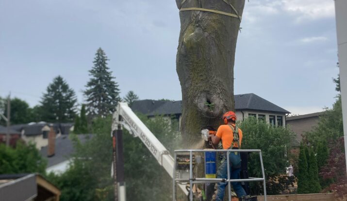 Tree removal ajax