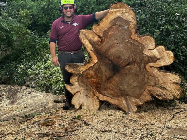 Tree removal services pickering