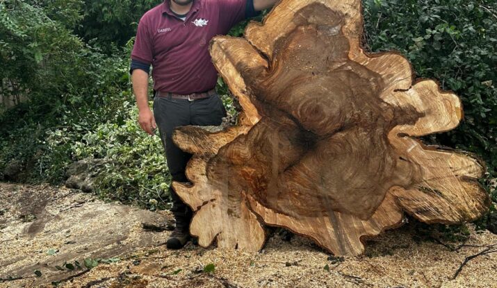 Tree removal services pickering