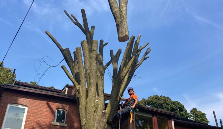 dead tree removal