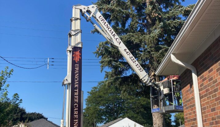 tree pruning serivces ajax